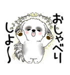 B＆W シーズー犬 2025 「悟りました」（個別スタンプ：16）