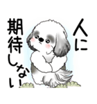 B＆W シーズー犬 2025 「悟りました」（個別スタンプ：40）