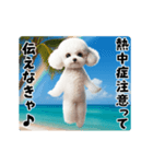 夏の♡エッホエッホ♪ホワイトトイプー（個別スタンプ：3）