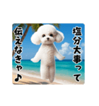 夏の♡エッホエッホ♪ホワイトトイプー（個別スタンプ：5）
