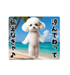 夏の♡エッホエッホ♪ホワイトトイプー（個別スタンプ：6）