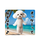 夏の♡エッホエッホ♪ホワイトトイプー（個別スタンプ：7）
