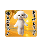 夏の♡エッホエッホ♪ホワイトトイプー（個別スタンプ：8）
