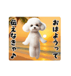 夏の♡エッホエッホ♪ホワイトトイプー（個別スタンプ：10）