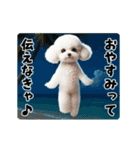 夏の♡エッホエッホ♪ホワイトトイプー（個別スタンプ：11）