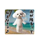 夏の♡エッホエッホ♪ホワイトトイプー（個別スタンプ：13）