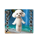 夏の♡エッホエッホ♪ホワイトトイプー（個別スタンプ：14）