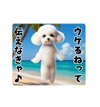夏の♡エッホエッホ♪ホワイトトイプー（個別スタンプ：16）