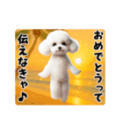 夏の♡エッホエッホ♪ホワイトトイプー（個別スタンプ：17）