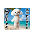 夏の♡エッホエッホ♪ホワイトトイプー（個別スタンプ：18）