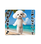 夏の♡エッホエッホ♪ホワイトトイプー（個別スタンプ：20）
