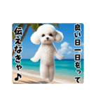 夏の♡エッホエッホ♪ホワイトトイプー（個別スタンプ：21）