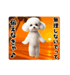 夏の♡エッホエッホ♪ホワイトトイプー（個別スタンプ：22）
