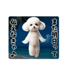 夏の♡エッホエッホ♪ホワイトトイプー（個別スタンプ：24）