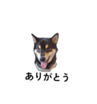 柴犬 黒柴犬 フェル 毎日デカ文字 11（個別スタンプ：1）