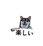 柴犬 黒柴犬 フェル 毎日デカ文字 11（個別スタンプ：2）