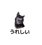 柴犬 黒柴犬 フェル 毎日デカ文字 11（個別スタンプ：3）