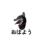 柴犬 黒柴犬 フェル 毎日デカ文字 11（個別スタンプ：4）