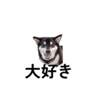 柴犬 黒柴犬 フェル 毎日デカ文字 11（個別スタンプ：6）