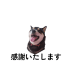 柴犬 黒柴犬 フェル 毎日デカ文字 11（個別スタンプ：8）