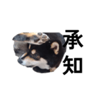黒柴犬 フェル毎日楽しい デカ文字13（個別スタンプ：1）