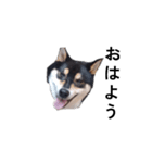 黒柴犬 フェル毎日楽しい デカ文字13（個別スタンプ：3）