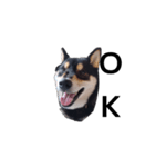 黒柴犬 フェル毎日楽しい デカ文字13（個別スタンプ：5）
