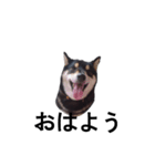 黒柴犬 フェル毎日楽しい デカ文字13（個別スタンプ：6）