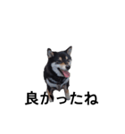 黒柴犬 フェル毎日楽しい デカ文字13（個別スタンプ：7）