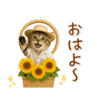癒しニャンコの「夏」の毎日（個別スタンプ：1）