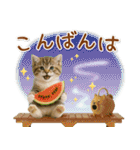 癒しニャンコの「夏」の毎日（個別スタンプ：4）