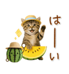 癒しニャンコの「夏」の毎日（個別スタンプ：6）