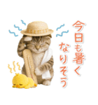 癒しニャンコの「夏」の毎日（個別スタンプ：9）