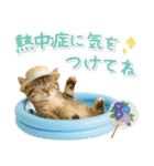 癒しニャンコの「夏」の毎日（個別スタンプ：13）