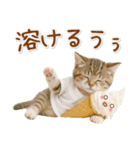 癒しニャンコの「夏」の毎日（個別スタンプ：18）