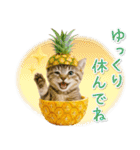 癒しニャンコの「夏」の毎日（個別スタンプ：23）