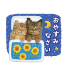 癒しニャンコの「夏」の毎日（個別スタンプ：24）