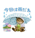 癒しニャンコの「夏」の毎日（個別スタンプ：25）