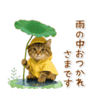 癒しニャンコの「夏」の毎日（個別スタンプ：26）