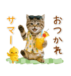 癒しニャンコの「夏」の毎日（個別スタンプ：30）