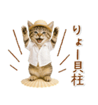 癒しニャンコの「夏」の毎日（個別スタンプ：31）