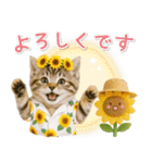 癒しニャンコの「夏」の毎日（個別スタンプ：35）