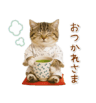 癒しニャンコの「夏」の毎日（個別スタンプ：36）