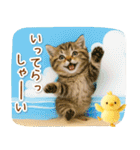 癒しニャンコの「夏」の毎日（個別スタンプ：38）