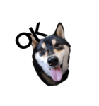 黒柴犬 柴犬 デカ文字 フェル 可愛12（個別スタンプ：1）