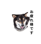黒柴犬 柴犬 デカ文字 フェル 可愛12（個別スタンプ：2）