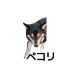 黒柴犬 柴犬 デカ文字 フェル 可愛12（個別スタンプ：3）