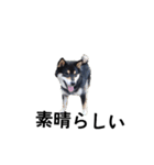 黒柴犬 柴犬 デカ文字 フェル 可愛12（個別スタンプ：4）
