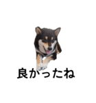 黒柴犬 柴犬 デカ文字 フェル 可愛12（個別スタンプ：5）