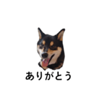黒柴犬 柴犬 デカ文字 フェル 可愛12（個別スタンプ：7）